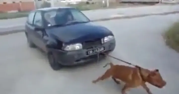 Top 10+ Chó Kéo Xe Ô Tô Tốt Nhất, An Toàn Cho Thú Cưng Top 10+ Chó Kéo Xe Ô Tô Tốt Nhất, An Toàn Cho Thú Cưng