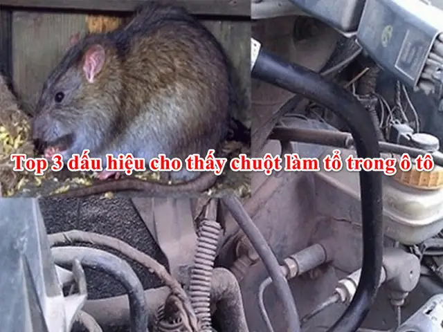 Dấu Hiệu Nhận Biết Có Chuột Trên Xe Ô Tô Và Cách Xử Lý Triệt Để Dấu Hiệu Nhận Biết Có Chuột Trên Xe Ô Tô Và Cách Xử Lý Triệt Để